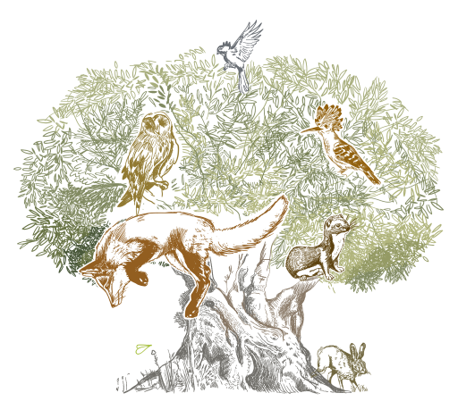 olivo_animales_ilustracion (Personalizado)